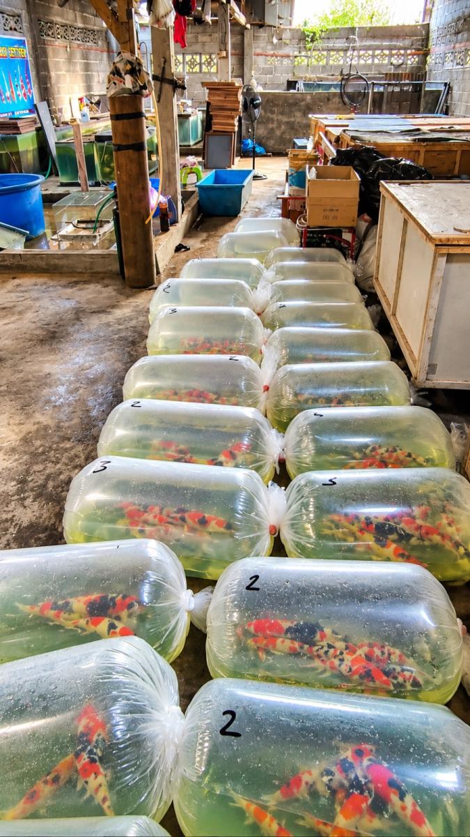 Packing koi
