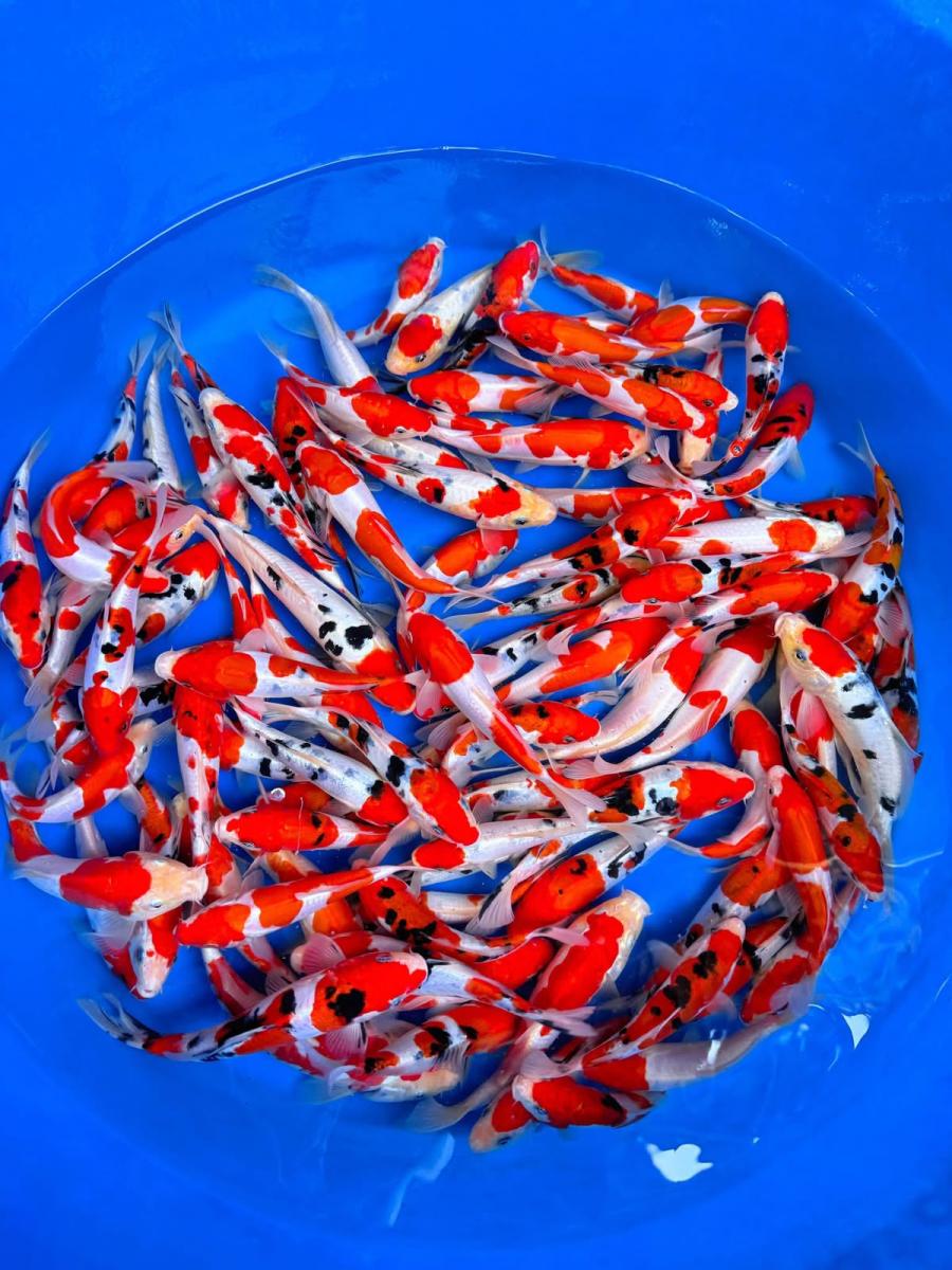 Koi Hemat