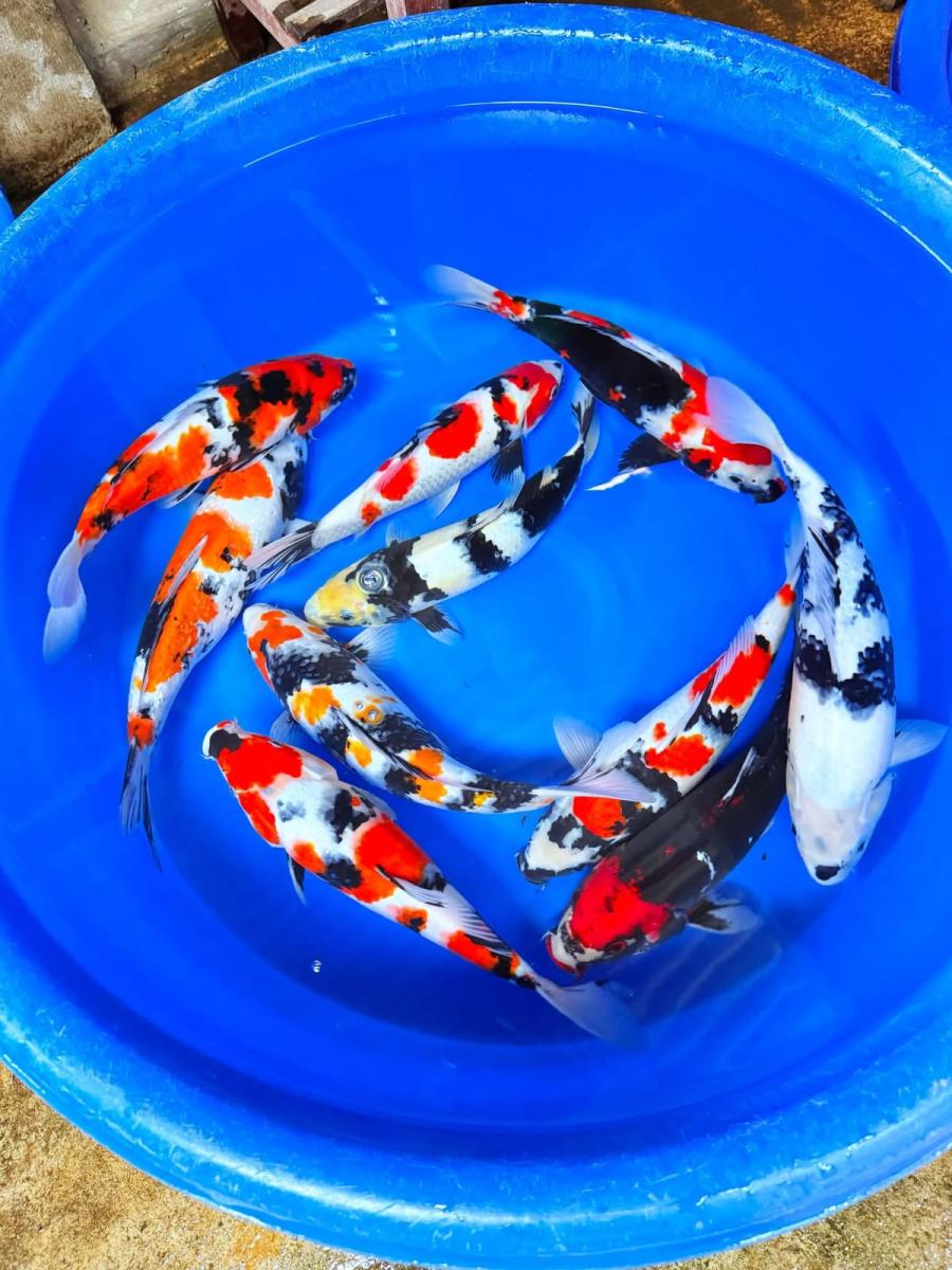 Koi Pilihan