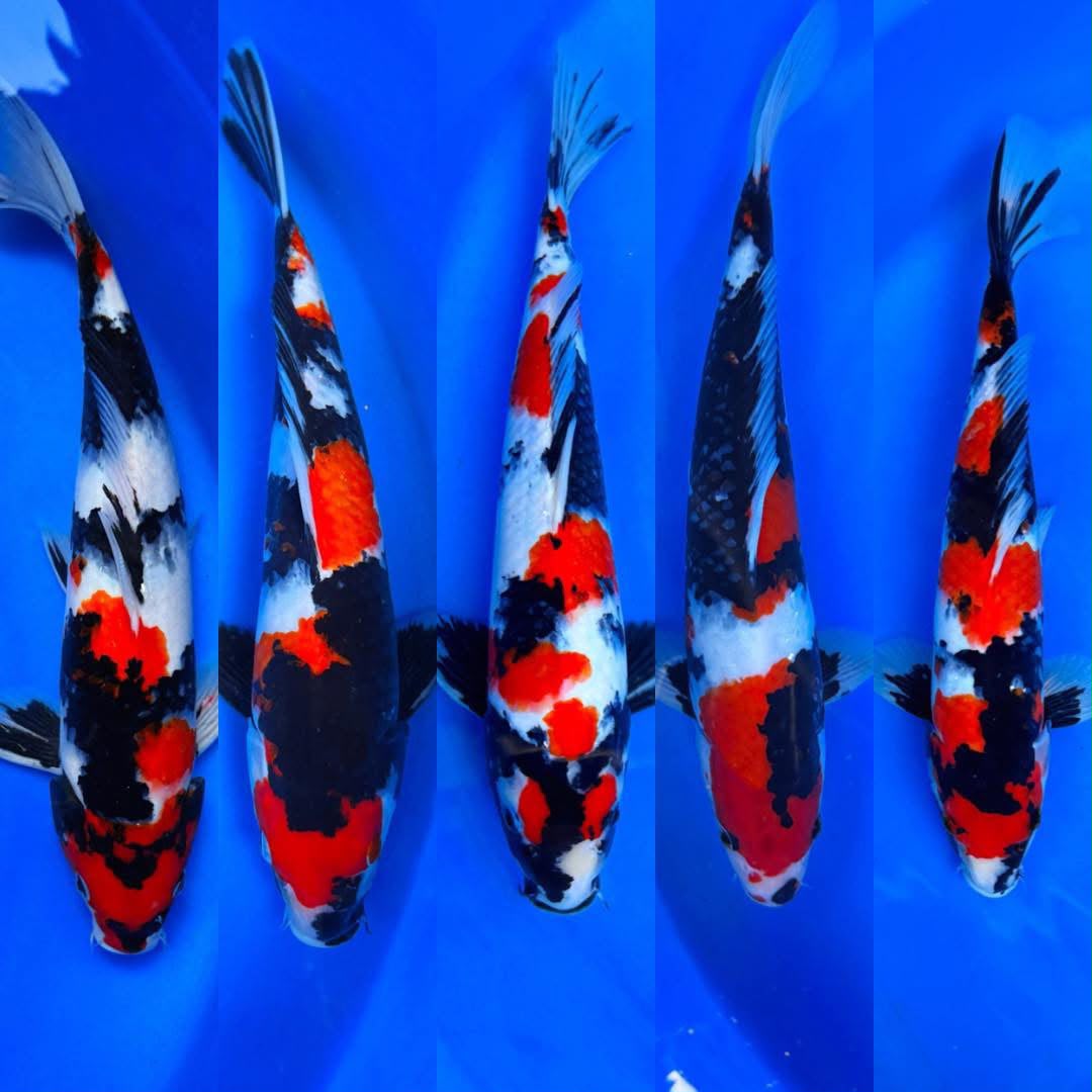 Koi Premium & Show